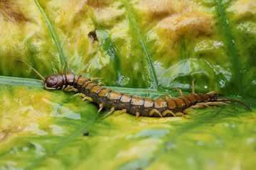A centipede is looking for prey on a bush. This multi-legged animal has the scientific name Scolopendra morsitans.