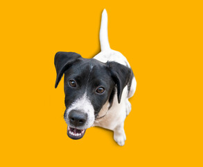 Crazy looking black and white dog say looking intently on bright yellow background