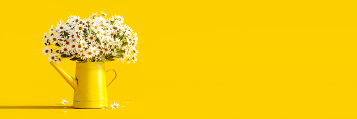 Beautiful chamomile flowers in yellow watering can on yellow background. Fresh white flowers....