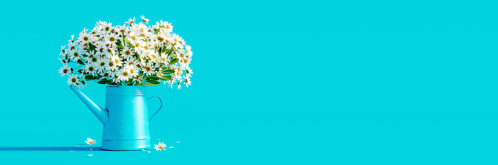 Beautiful chamomile flowers in blue watering can on turquoise blue background. Fresh white flowers....
