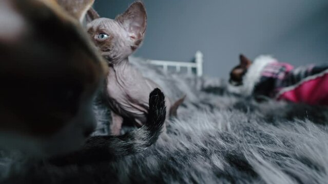 Pointed chocolate Devon Rex cat on the bed. High quality 4k footage