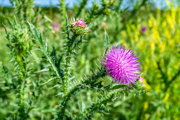 Beautiful growing flower root burdock thistle on background meadow