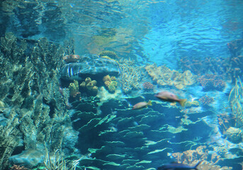 the salt water fish in the ocean or aquarium 18 Nov 2012