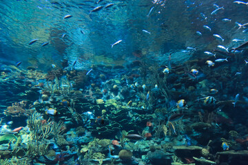 Fototapeta na wymiar the salt water fish in the ocean or aquarium 18 Nov 2012