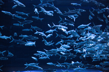 Circular tank at Grand Aquarium in Ocean Park 18 Nov 2012