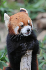 Naklejka premium The Red Panda, Firefox or Lesser Panda 18 Nov 2012