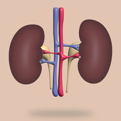 3d rendering human kidneys anatomy model