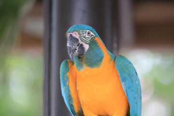 a lue-and-yellow macaw closeup (Ara ararauna), exotic bird