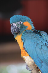 a lue-and-yellow macaw closeup (Ara ararauna), exotic bird