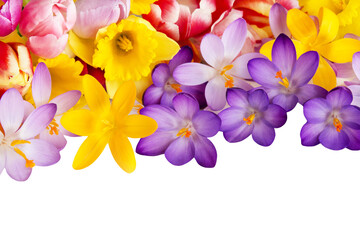 Krokusse, Tulpen und Narzissen Hintergrund transparent PNG cut out