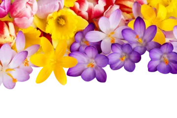 Selbstklebende Fototapeten Krokusse, Tulpen und Narzissen Hintergrund transparent PNG cut out © PhotoSG