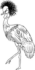 Fototapeta premium Whooping crane. Vector sketch of hand drawn bird. Linear animals art. 