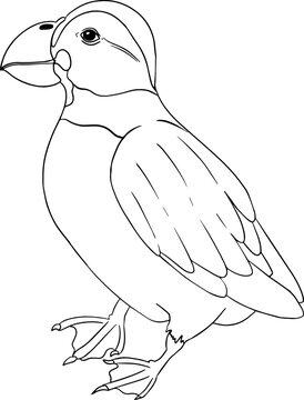 recommend clip art: Puffin. Vector sketch of hand drawn bird. Linear animals art. 