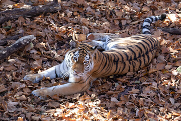 Tiger in the autumn Safari Park