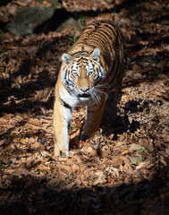 Tiger in the autumn Safari Park