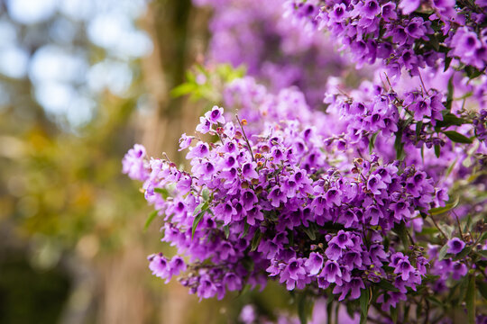 purple flowering plant, close up of flowers with blurry background