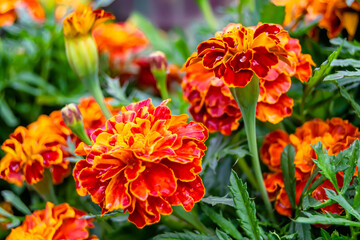 Fine wild growing flower marigold calendula on background meadow