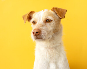 Portrait of a dog breed podenco on a yellow background. dog looking down a little sad