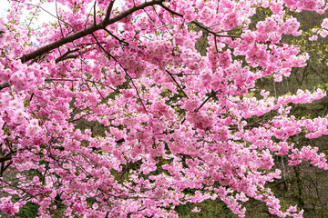 Full Bloom Cherry blossom Sakura pink flowers in spring season blossoming tree close up
