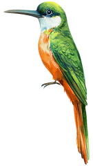 Beautiful bird. red-tailed jacamar. Watercolor illustration isolated on white background. rufous-tailed jacamar