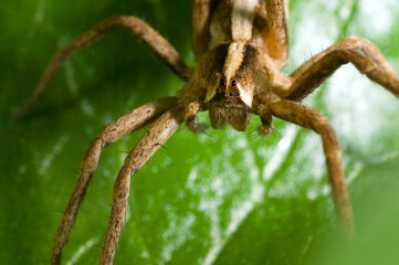 Extreme close up of the nursery web spider, Pisaura Mirabilis, female