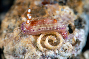 Nudibranch (sea slug) - Hypselodoris maculosa laying eggs. Underwater macro world of Tulamben, Bali, Indonesia.