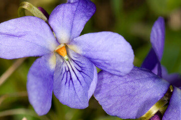 Close up photograph of the Common Dog-violet (Viola riviniana)