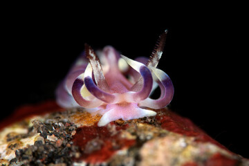 A tiny nudibranch (sea slug) - Okenia kendi, 5mm. Underwater macro world of Tulamben, Bali, Indonesia.