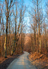 Landscape of a dirt road through a leafless forest