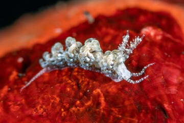 Nudibranch (sea slug) - Noumeaella rehderi. Underwater macro world of Tulamben, Bali, Indonesia.