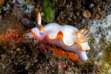 Nudibranch (sea slug) - Thorunna daniellae feeding on a sponge. Underwater macro world of Tulamben, Bali, Indonesia.
