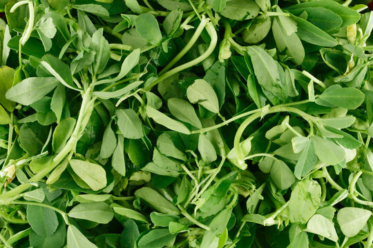 fresh fenugreek leaves texture background