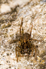 a wolf spider Pardosa Amentata, in a garden in the UK