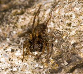 a wolf spider Pardosa Amentata, in a garden in the UK