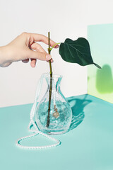 Cropped close-up shot of a woman's hand putting a brunch with a leaf into a vase. A flower vase with crackled design stands on a turquoise table on a white background. Front view.