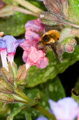 Major bee-fly (Bombylius major) sucking nectar from a pulmonaria flower