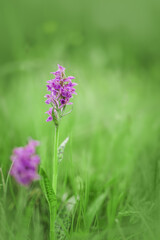 Dactylorhiza maculata, known as the heath spotted-orchid or moorland spotted orchid