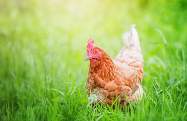 Hens on a traditional free range poultry organic farm grazing on the grass.