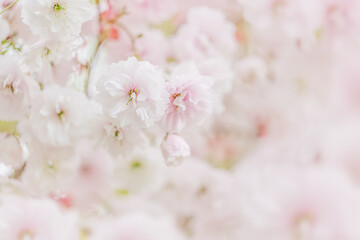 Cherry Blossom or Sakura flower on pink background