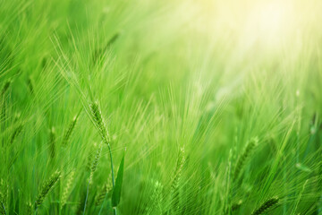 Green wheat field on sunny day. Natural background. Harvest concept