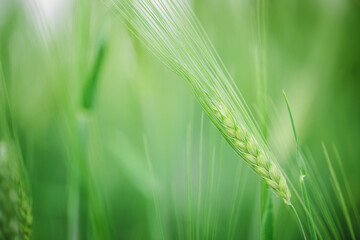 Macro close up of fresh young ears of young green wheat in spring summer field.
