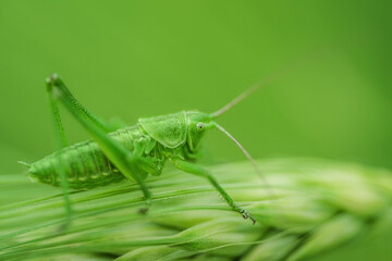 A green grasshopper is sitting on a green leaf. Grasshopper in nature. © The Len