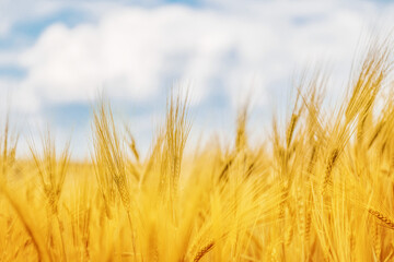 Yellow agriculture field with ripe wheat and blue sky with clouds over it. Field of Ukraine with a harvest.