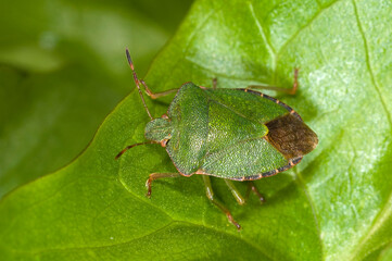 Green shieldbug on leaf. Palomina Prasina, Order Hemiptera sub order Heteroptera Family...