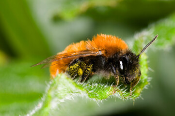 Andrena fulva ‚Äì the tawny mining bee, female on leaf with pollen collected