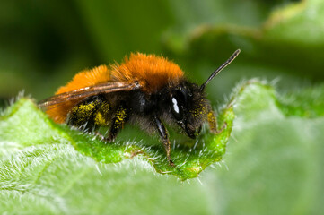 Andrena fulva ‚Äì the tawny mining bee, female on leaf with pollen collected