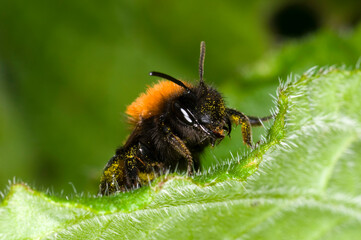 Andrena fulva ‚Äì the tawny mining bee, female on leaf with pollen collected