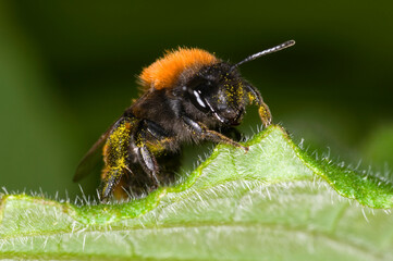 Andrena fulva ‚Äì the tawny mining bee, female on leaf with pollen collected