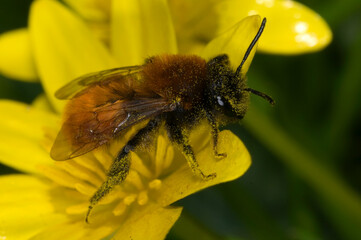 Andrena fulva ‚Äì the tawny mining bee, female on lesser celandine flower, covered in pollen.