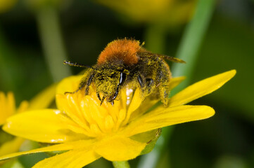Andrena fulva ‚Äì the tawny mining bee, female on lesser celandine flower, covered in pollen.